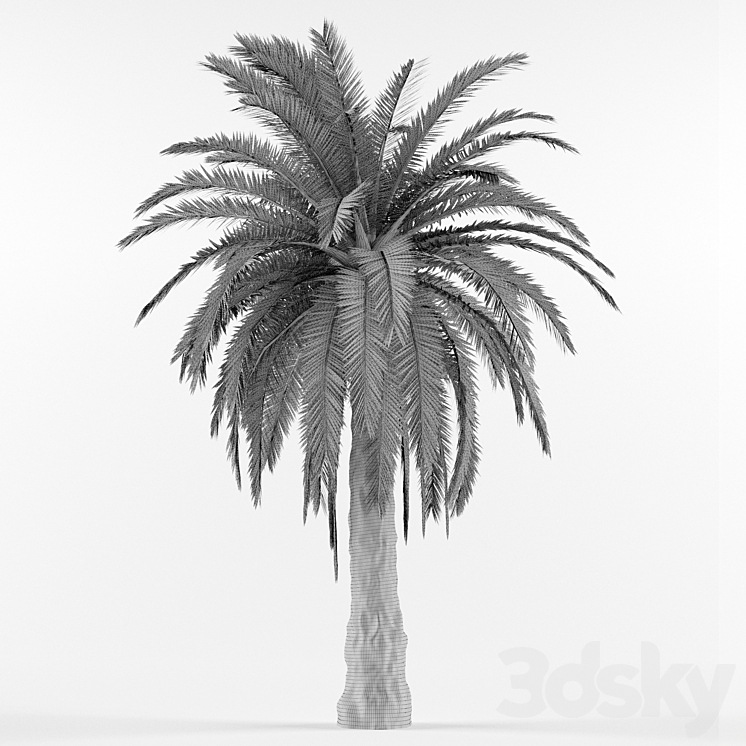 Phenicus Canary \/ Phoenix Canariensis 3DS Max - thumbnail 2