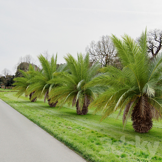 Phoenix canariensis 3DS Max Model - thumbnail 2