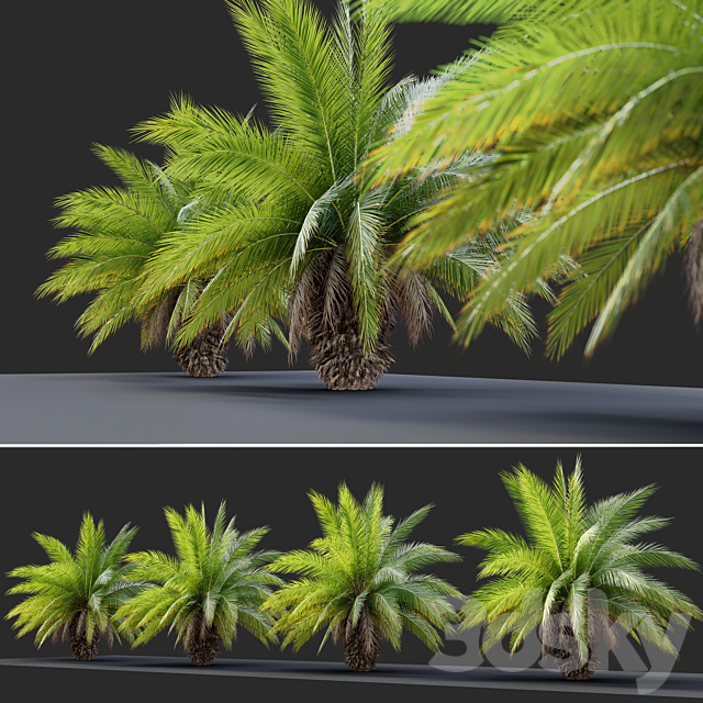 Phoenix canariensis 3DS Max Model - thumbnail 3