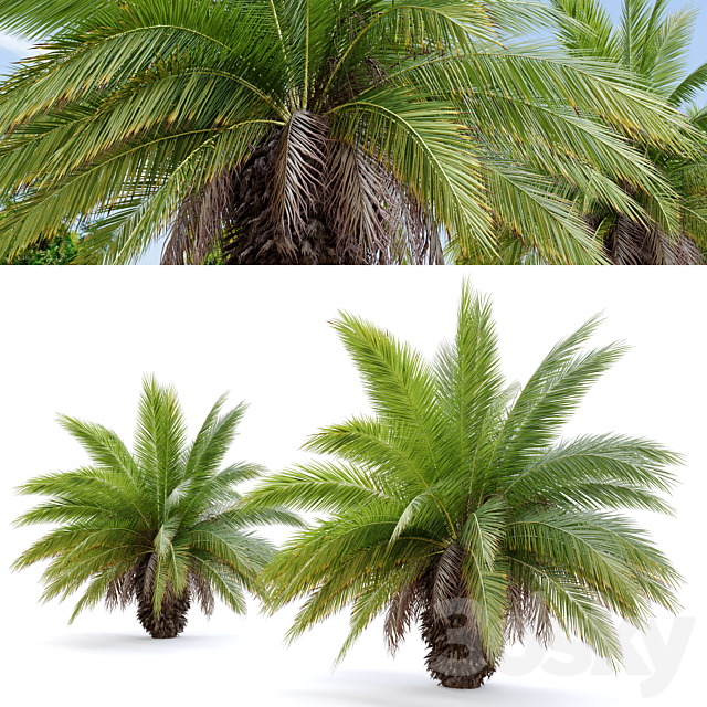 Phoenix canariensis 3DS Max Model - thumbnail 4