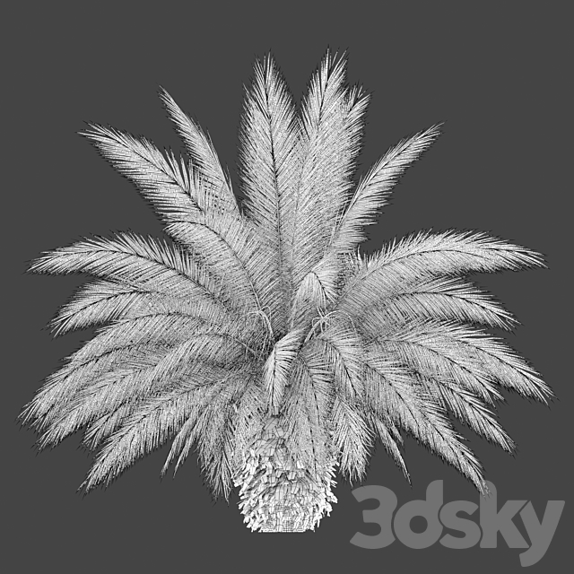 Phoenix canariensis 3DS Max Model - thumbnail 5