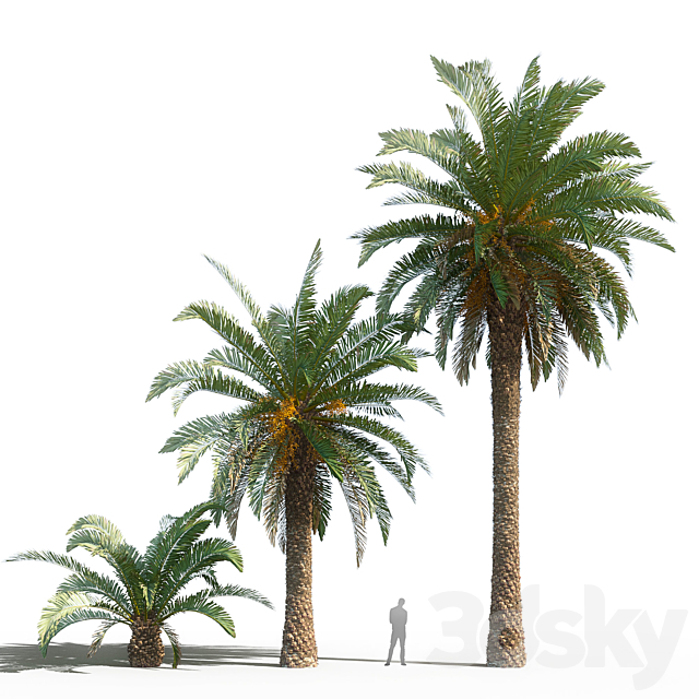 Phoenix canariensis (date canary) 3DS Max Model - thumbnail 2