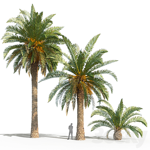 Phoenix canariensis (date canary) 3DS Max Model - thumbnail 3