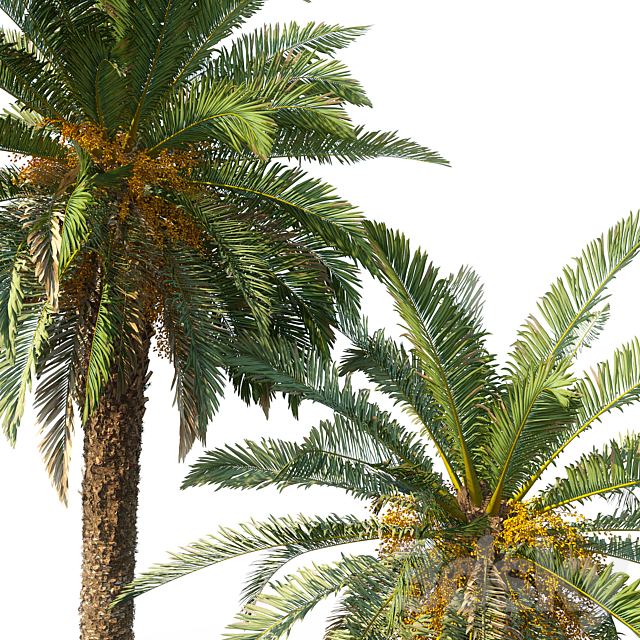 Phoenix canariensis (date canary) 3DS Max Model - thumbnail 4