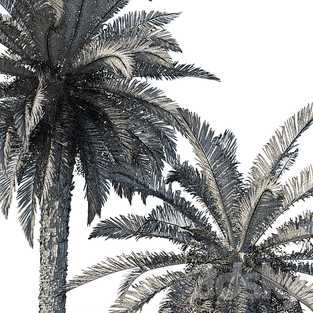 Phoenix canariensis (date canary) 3DS Max Model - thumbnail 5