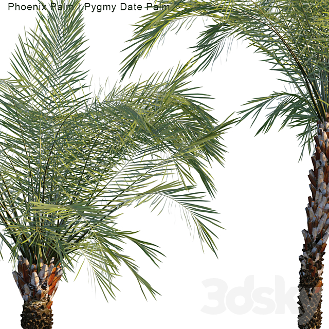 Phoenix Palm | Pygmy date palm 3DS Max Model - thumbnail 2