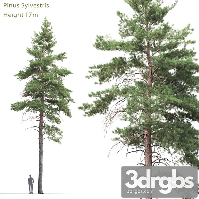 Pine 1 3dsmax Download - thumbnail 1