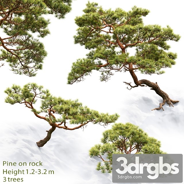 Pine 18 3dsmax Download - thumbnail 1