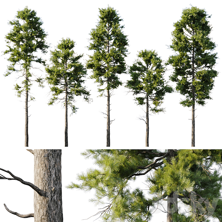 Pine 18m and 12m 3DS Max Model - thumbnail 1