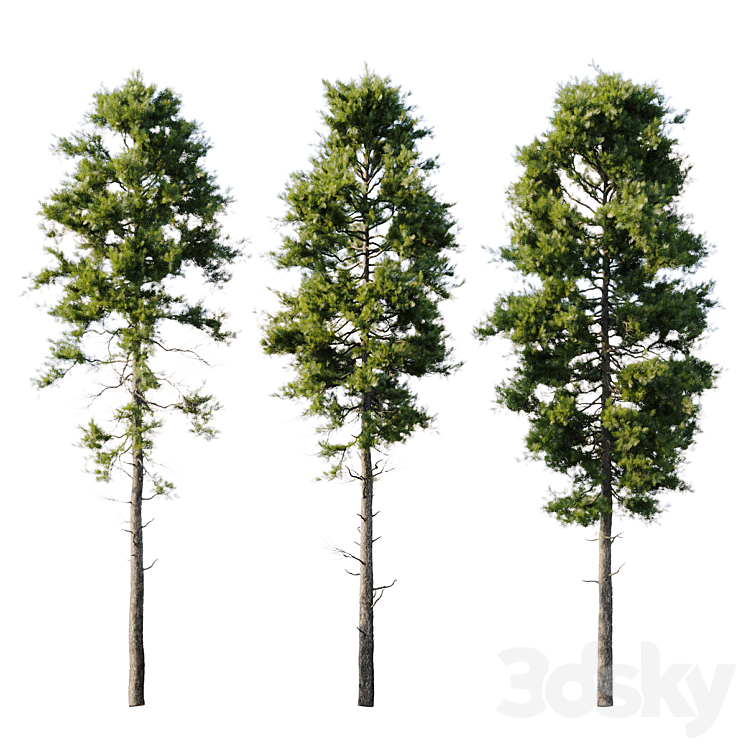 Pine 18m and 12m 3DS Max Model - thumbnail 2