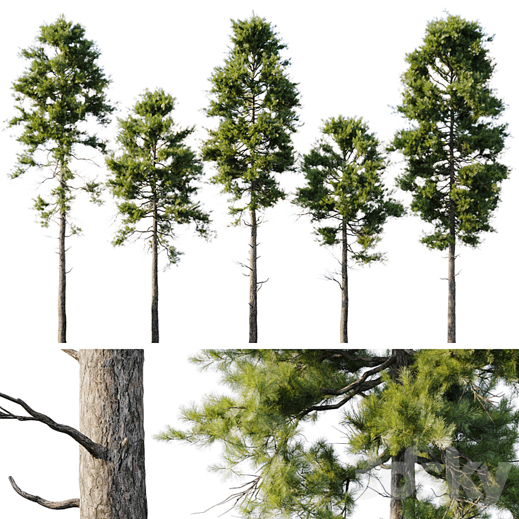 Pine 18m and 12m 3DS Max - thumbnail 1