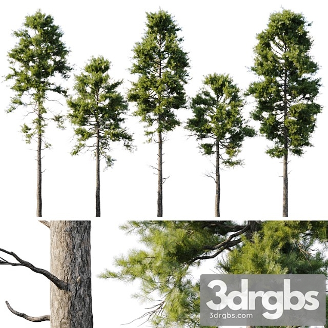 Pine 18m and 12m 3dsmax Download - thumbnail 1