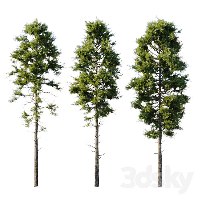 Pine 18m and 12m 3dsMax Model - thumbnail 2