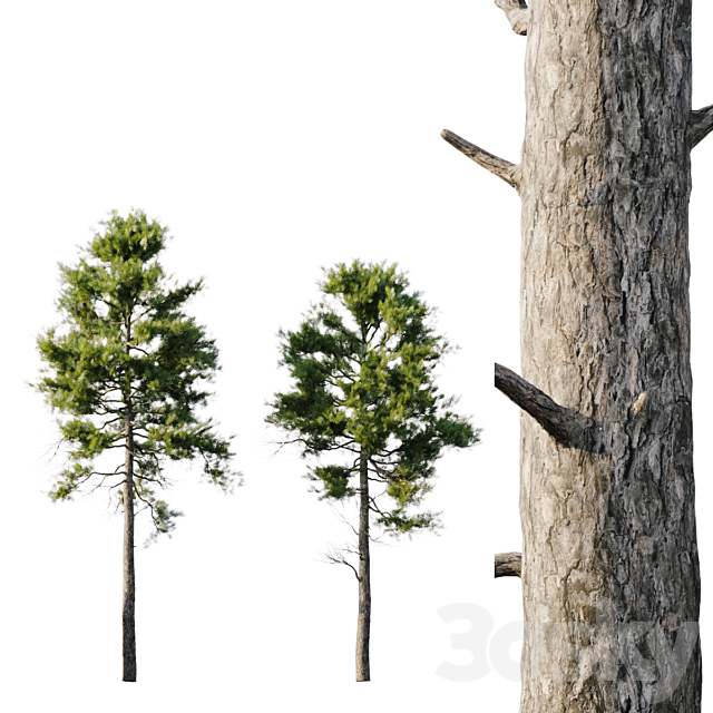 Pine 18m and 12m 3dsMax Model - thumbnail 3