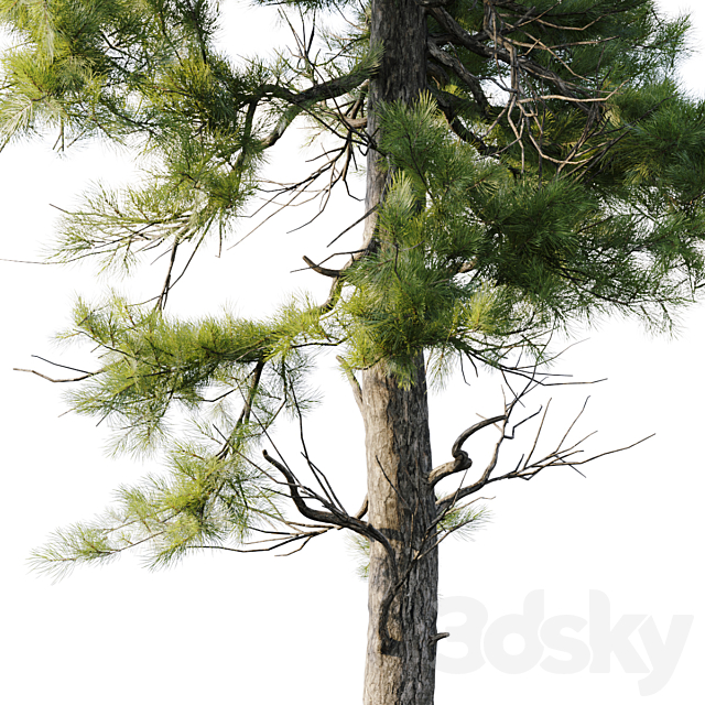 Pine 18m and 12m 3dsMax Model - thumbnail 4