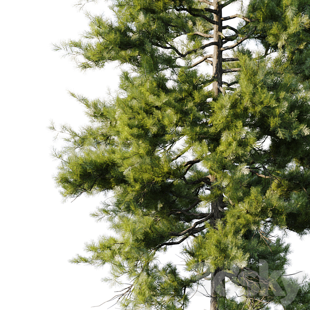 Pine 18m and 12m 3dsMax Model - thumbnail 5