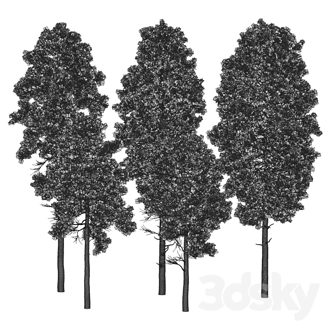 Pine 18m and 12m 3dsMax Model - thumbnail 6