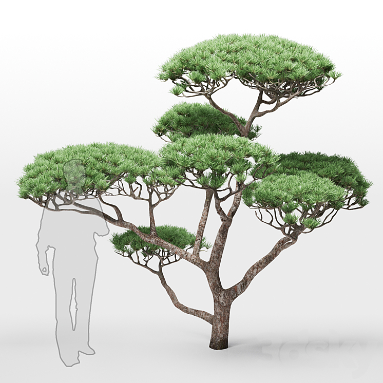 pine 2 3DS Max - thumbnail 1