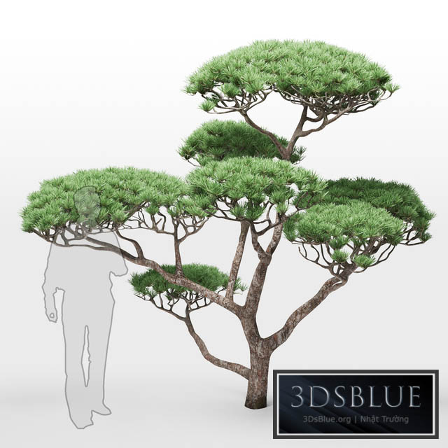 pine 2 3DS Max - thumbnail 3