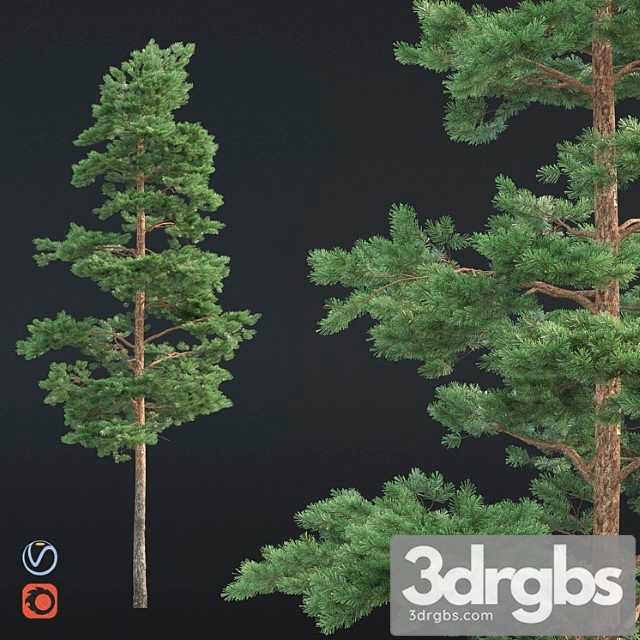 Pine 38 3dsmax Download - thumbnail 1