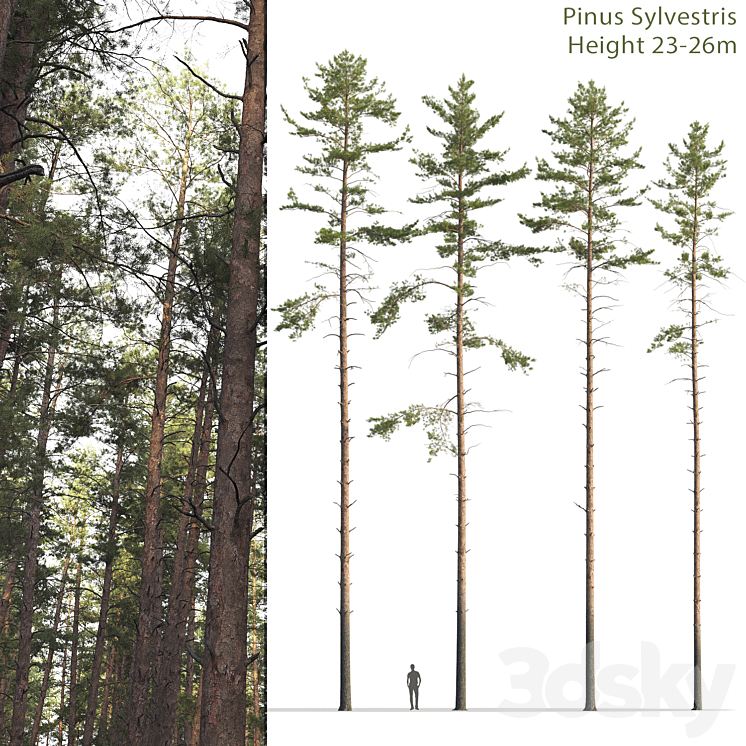 Pine 3DS Max Model - thumbnail 1