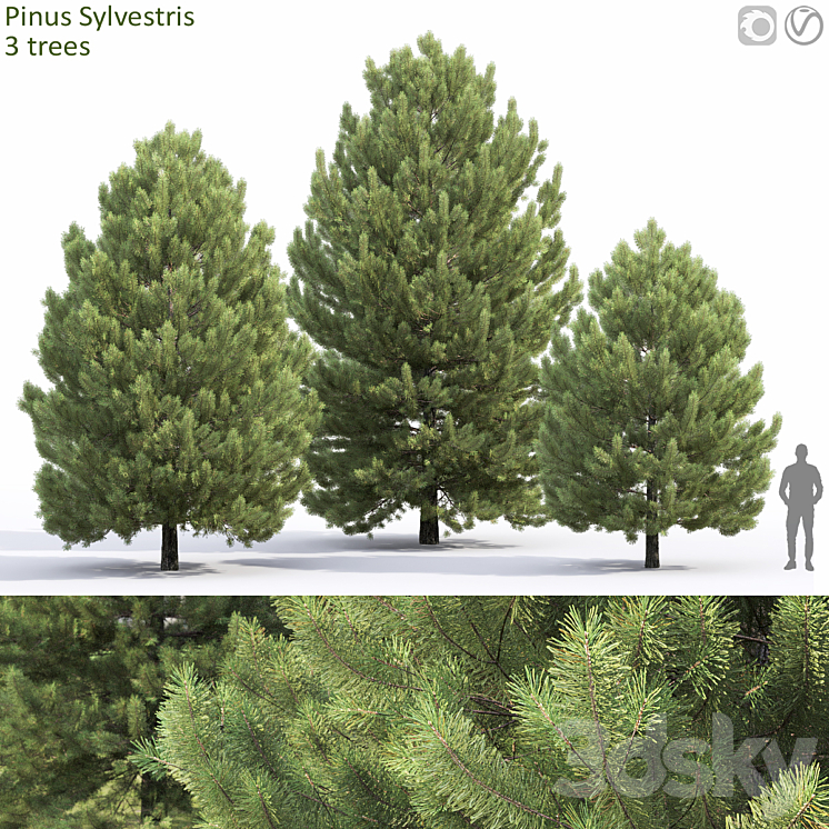 Pine 3DS Max Model - thumbnail 1