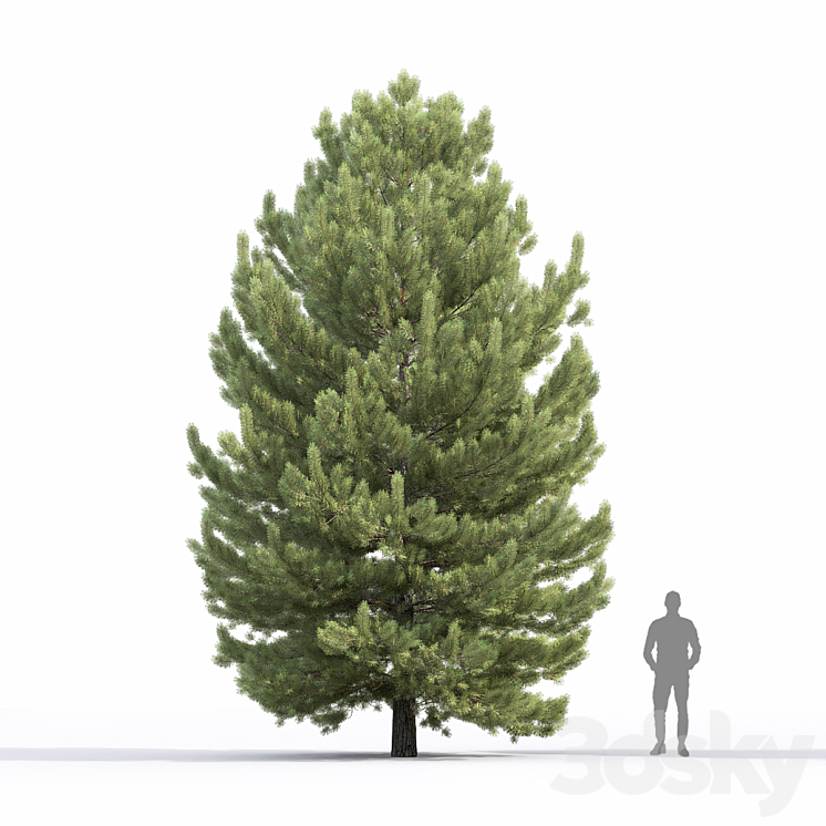 Pine 3DS Max Model - thumbnail 2