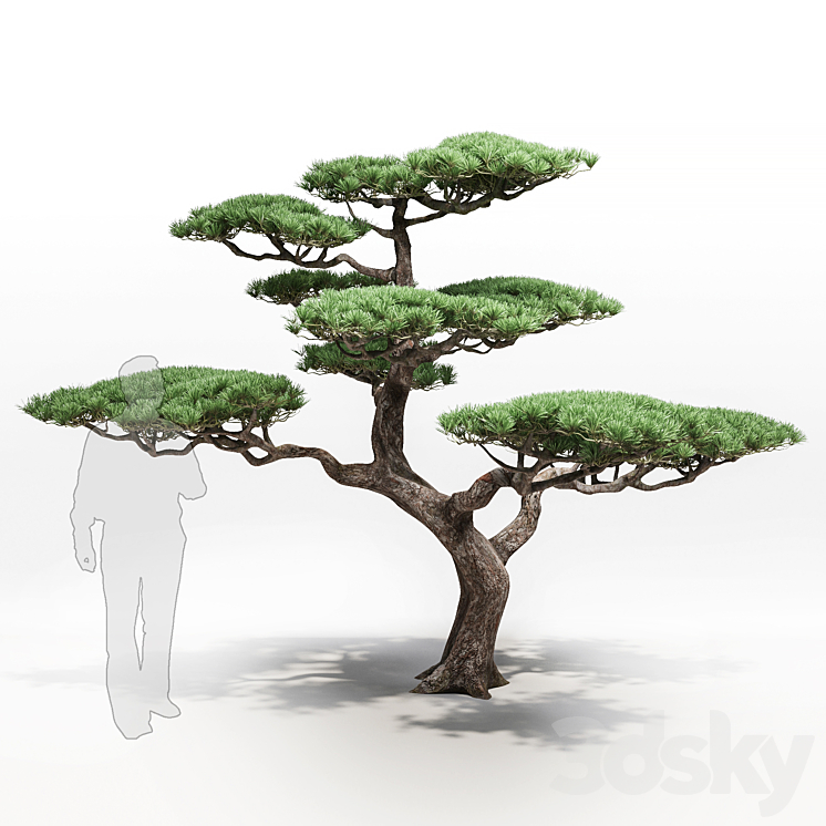 pine 3DS Max - thumbnail 1