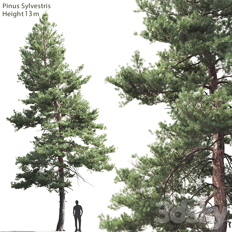 Pine 3DS Max - thumbnail 1