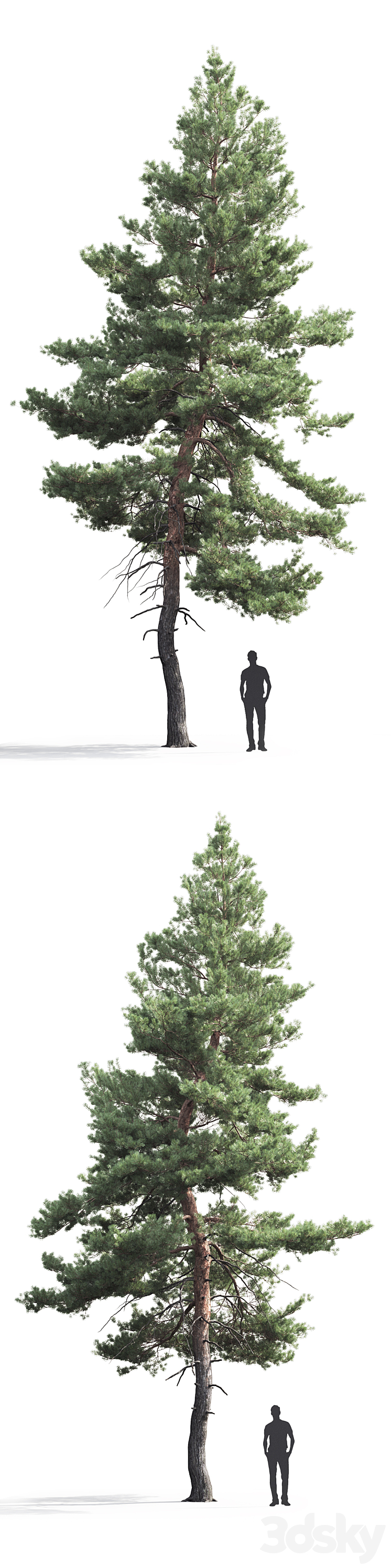 Pine 3DS Max - thumbnail 2