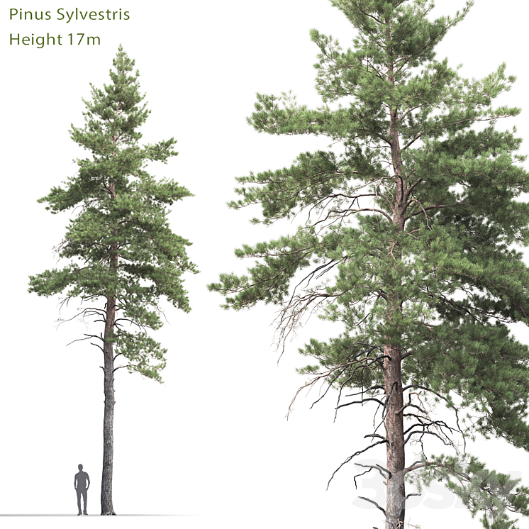 Pine 3DS Max - thumbnail 1