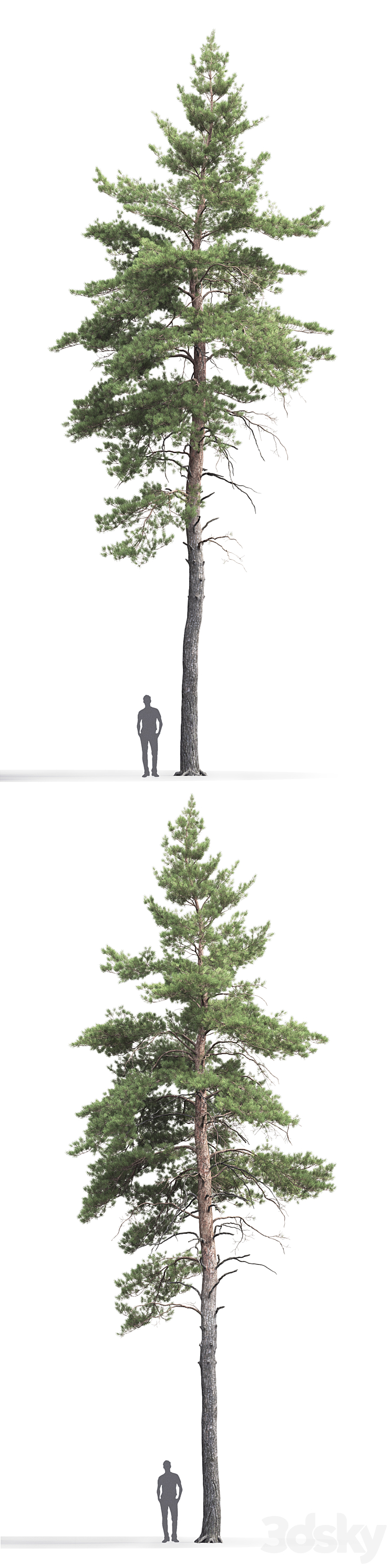 Pine 3DS Max - thumbnail 2