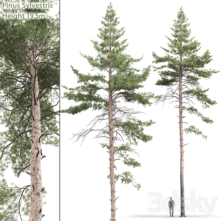 Pine 3DS Max - thumbnail 1