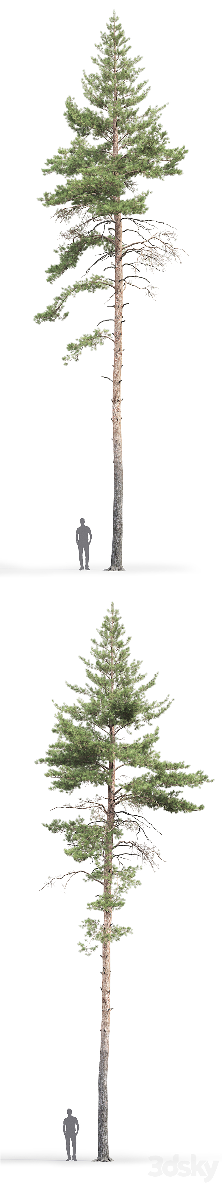 Pine 3DS Max - thumbnail 2