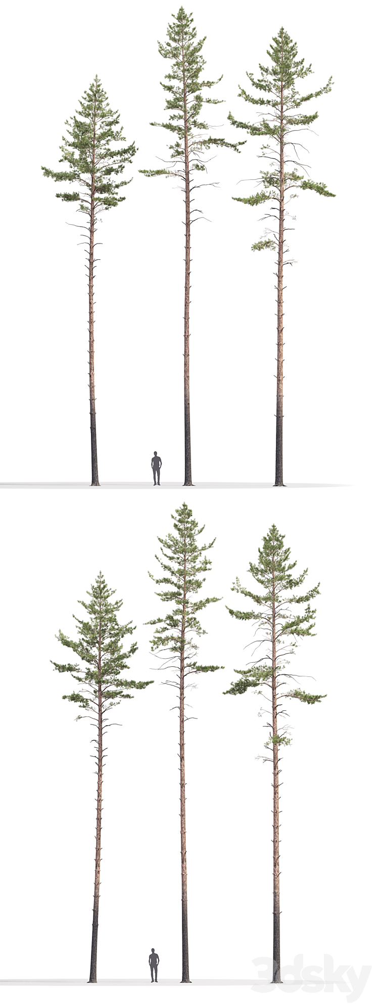 Pine 3DS Max - thumbnail 2