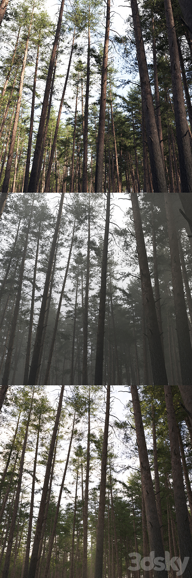 Pine 3DS Max - thumbnail 2