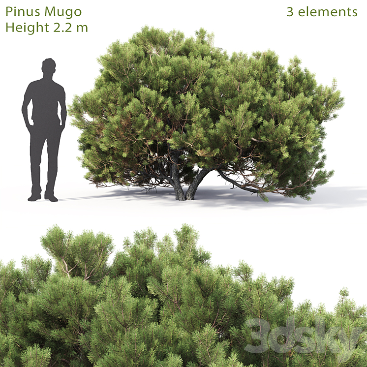 Pine 3DS Max - thumbnail 1