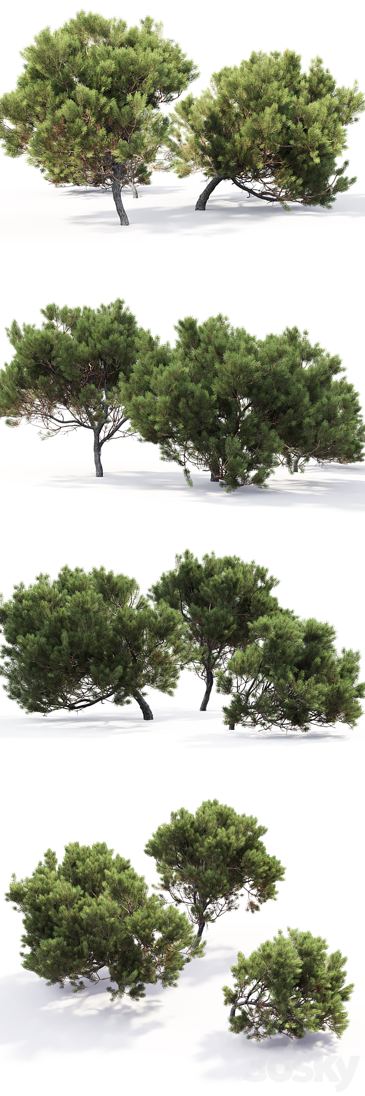 Pine 3DS Max - thumbnail 2