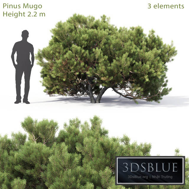 Pine 3DS Max - thumbnail 3