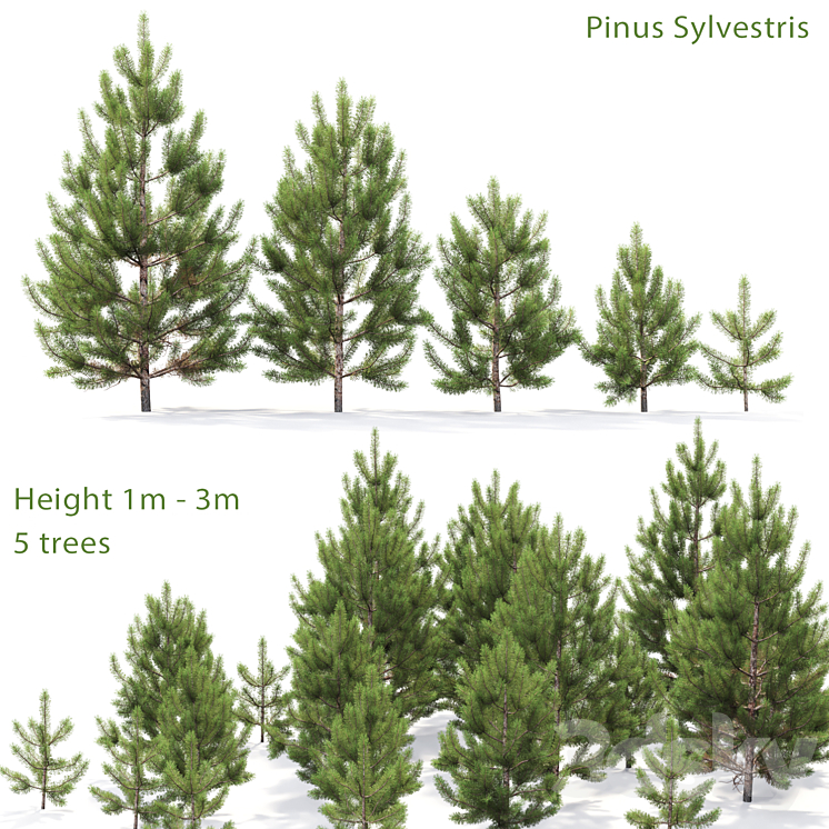 Pine 3DS Max - thumbnail 1