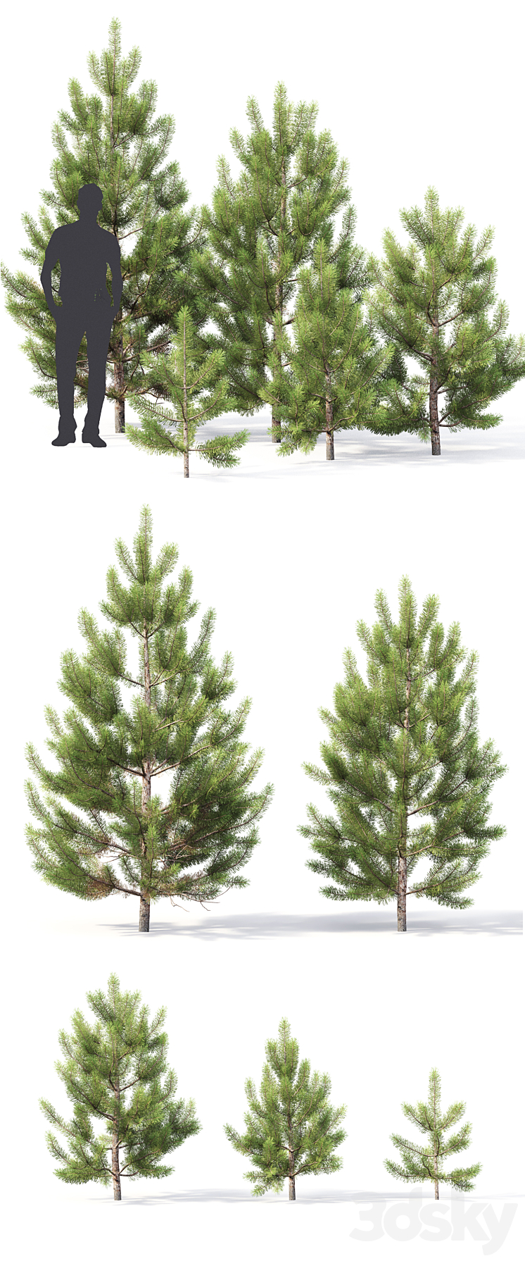 Pine 3DS Max - thumbnail 2