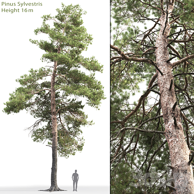 Pine 3DS Max - thumbnail 1