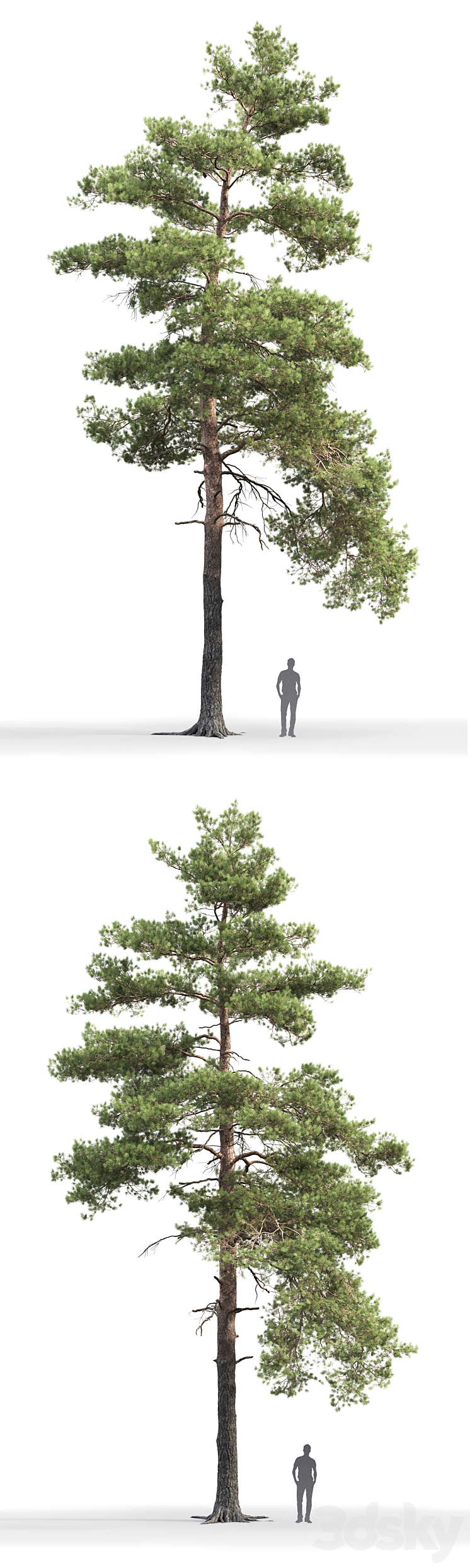 Pine 3DS Max - thumbnail 2