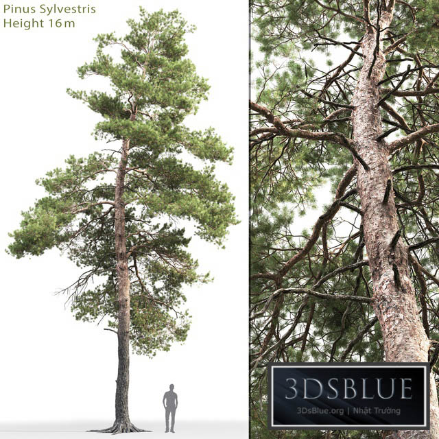 Pine 3DS Max - thumbnail 3