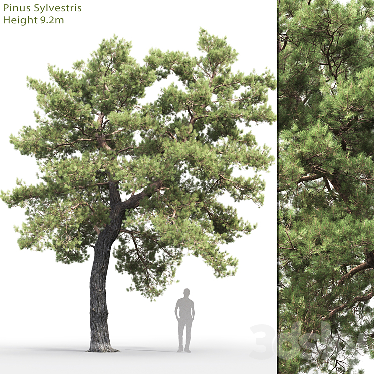 Pine 3DS Max - thumbnail 1