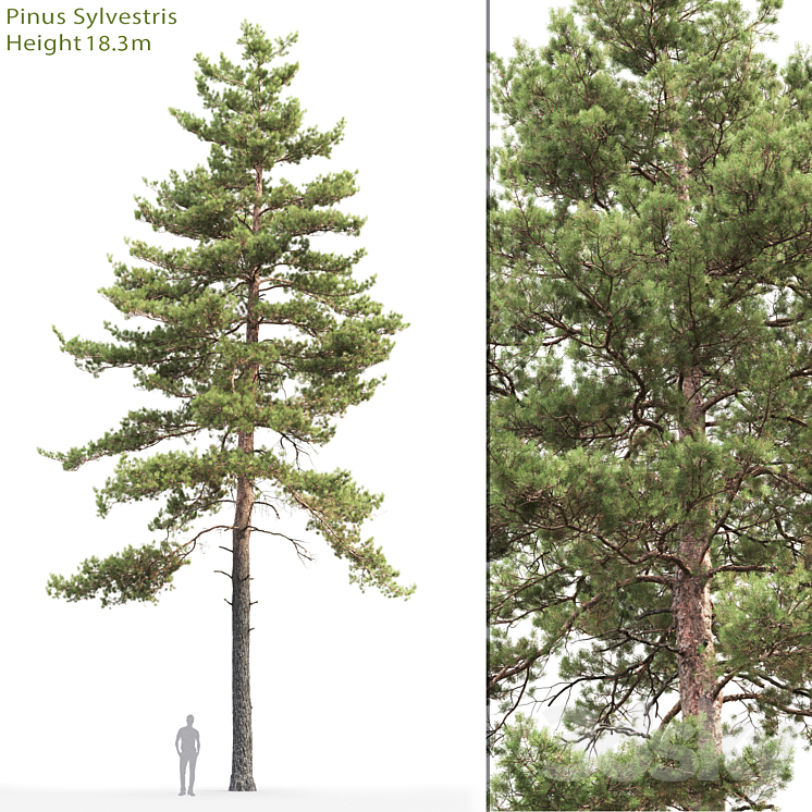 Pine 3DS Max - thumbnail 1