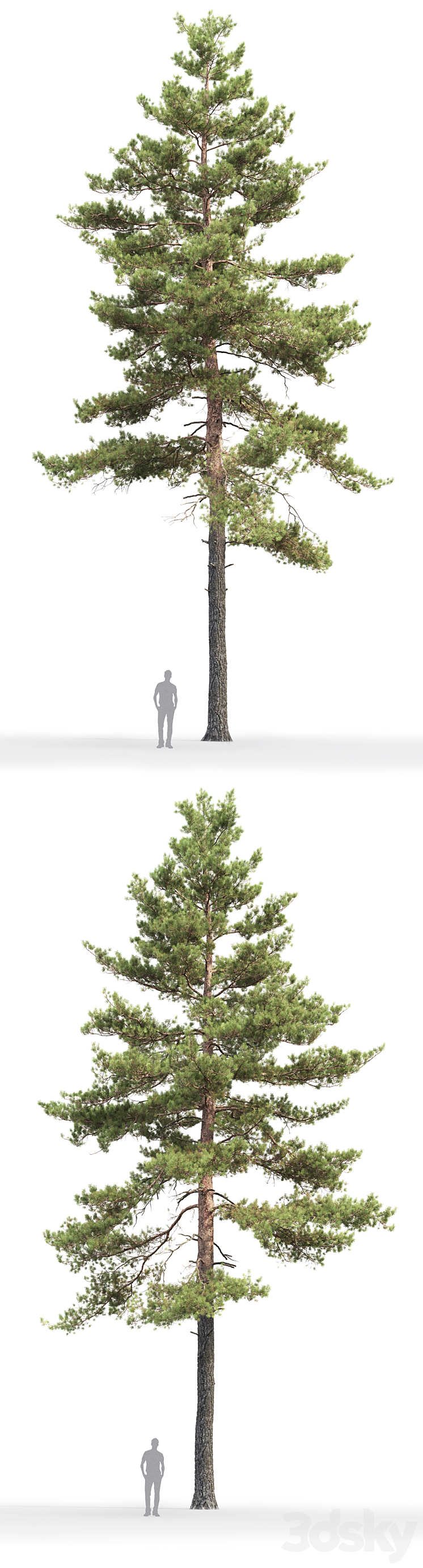 Pine 3DS Max - thumbnail 2