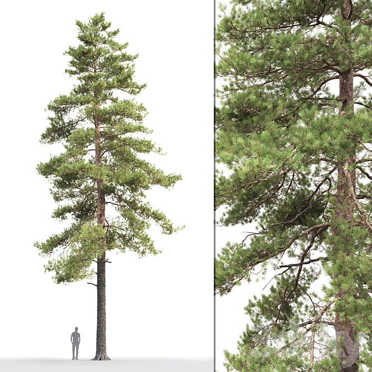 Pine 3DS Max - thumbnail 1