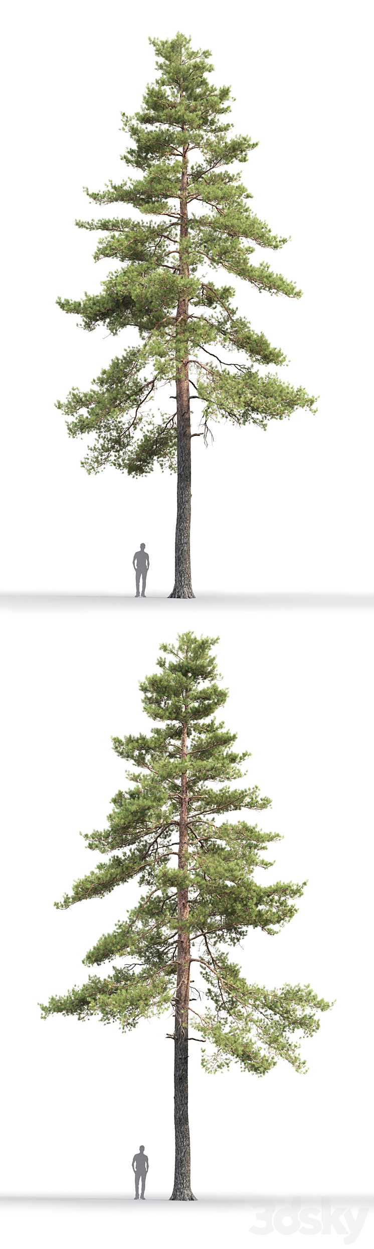 Pine 3DS Max - thumbnail 2