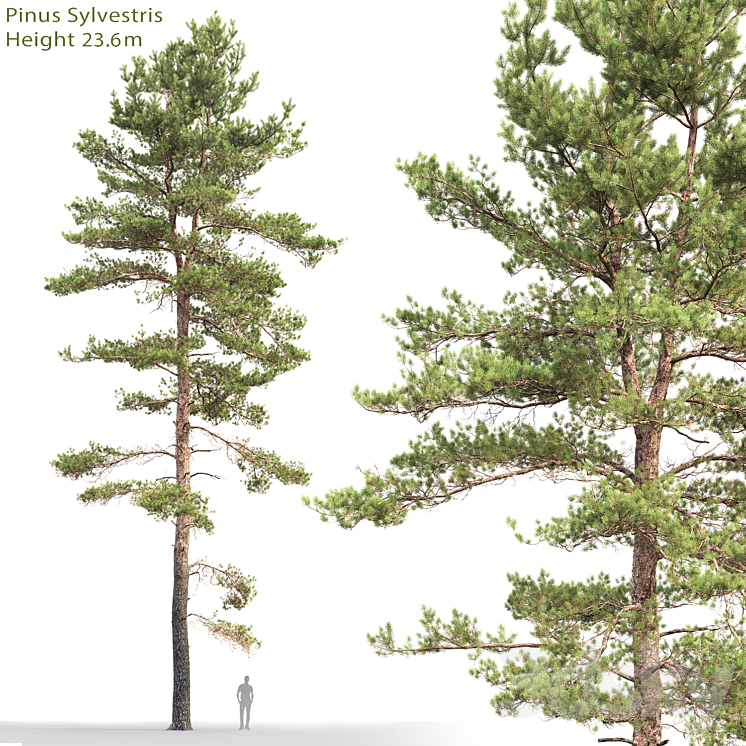 Pine 3DS Max - thumbnail 1